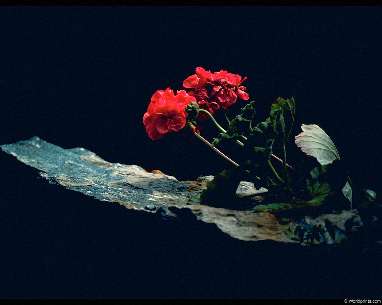  flowers flower    