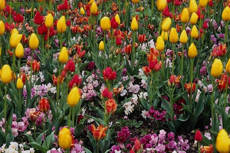  flowers flower    