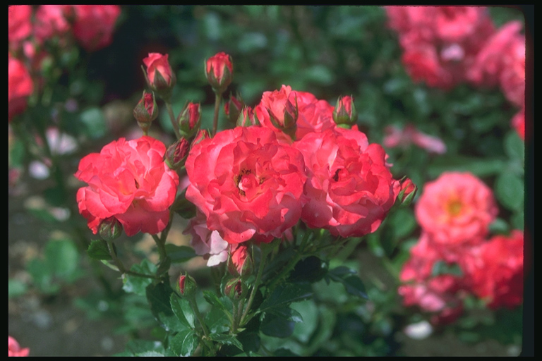  flowers flower    