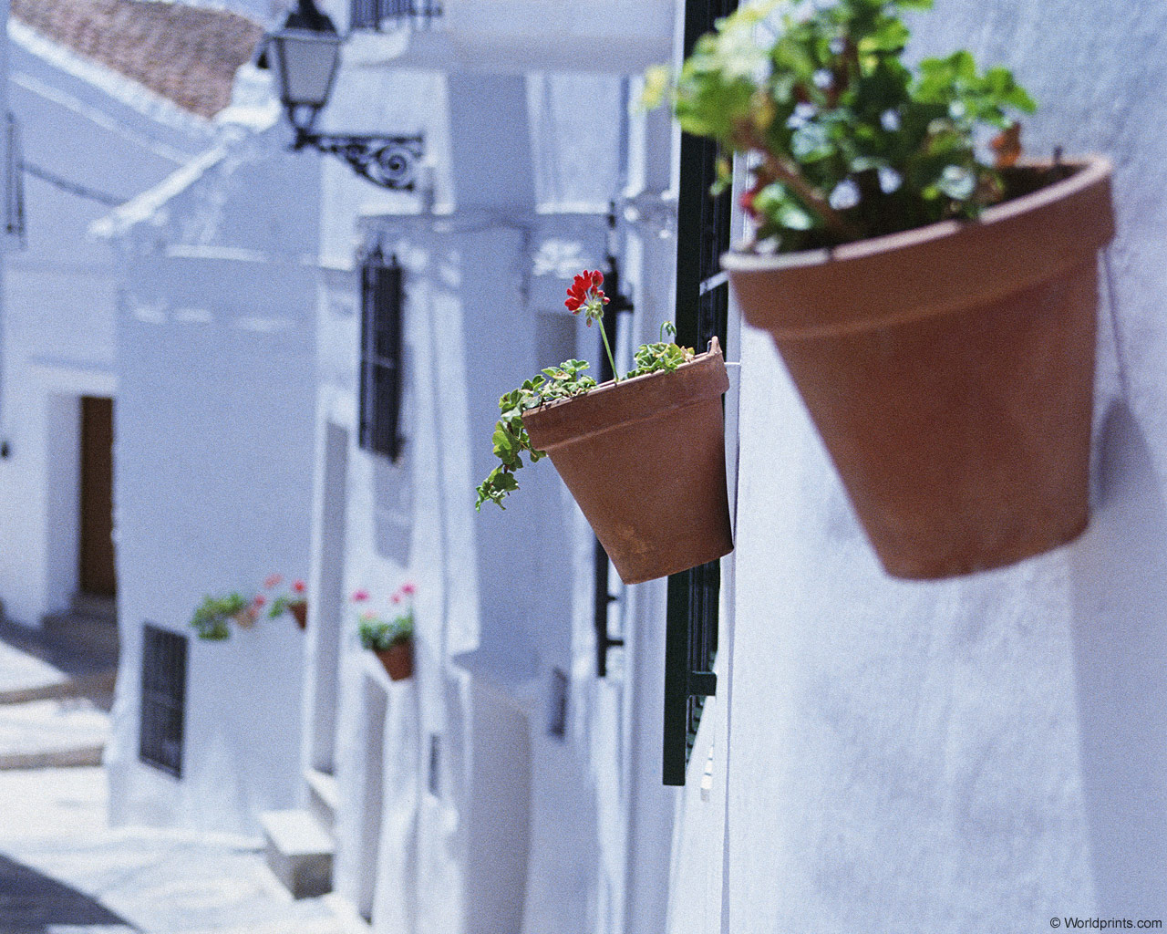  flowers flower    