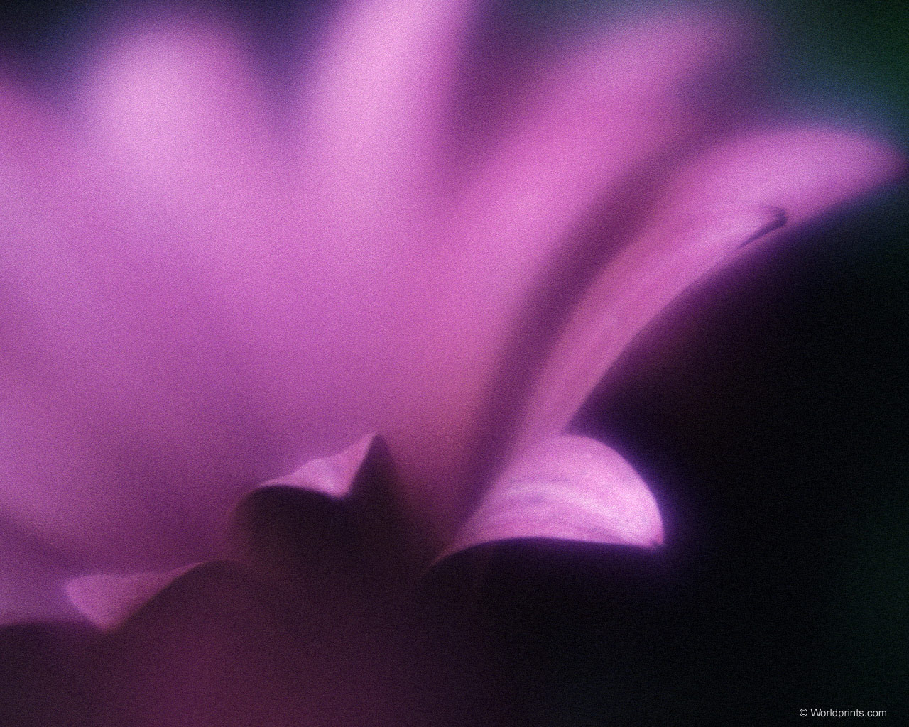  flowers flower    