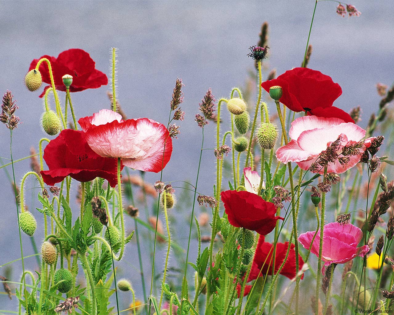  flowers flower    