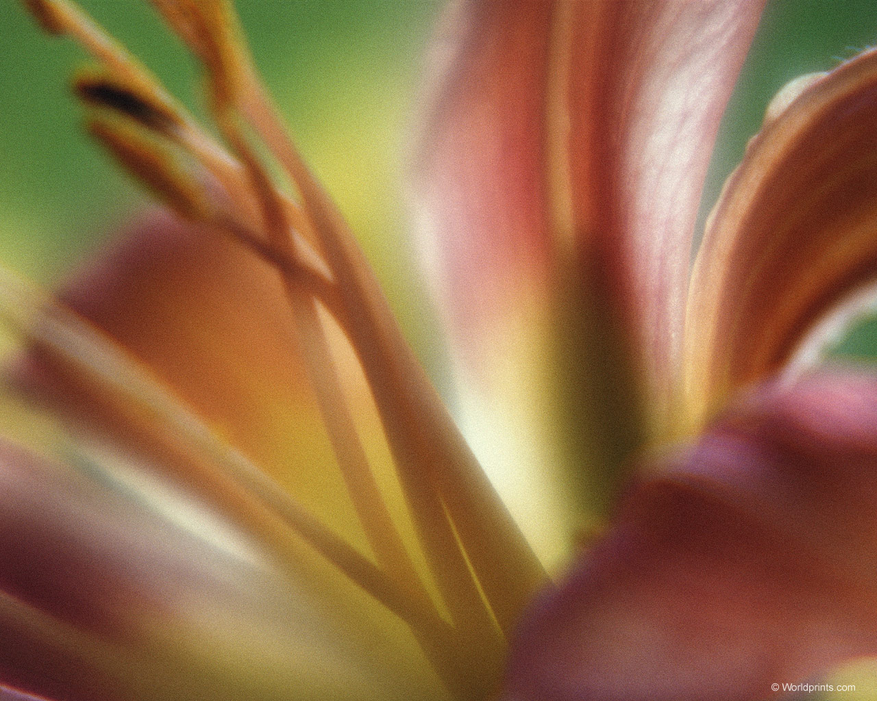  flowers flower    