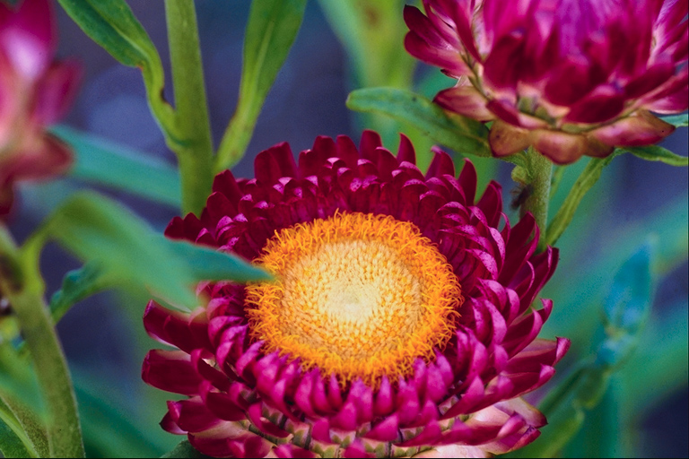  flowers flower    