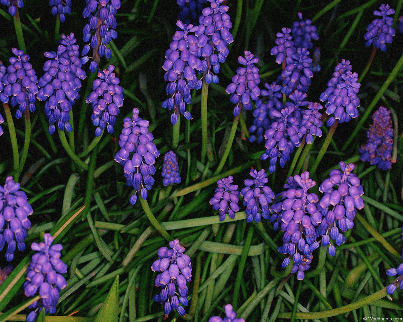  flowers flower    