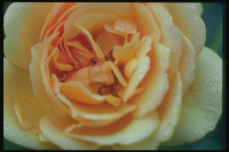  flowers flower    