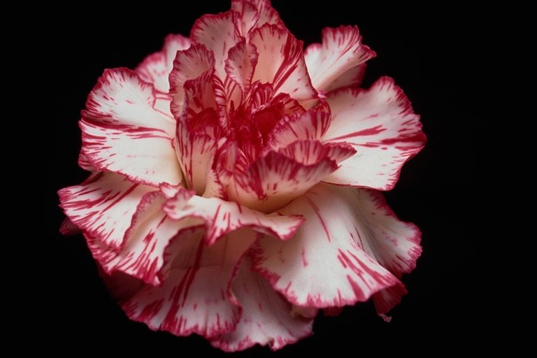  flowers flower    