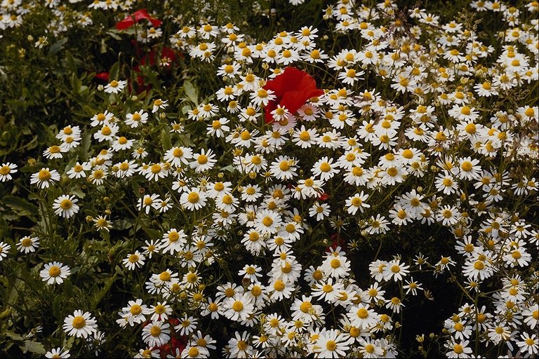  flowers flower    