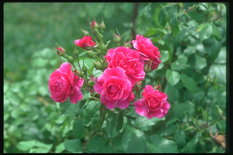  flowers flower    