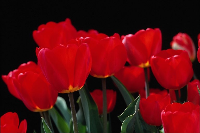  flowers flower    