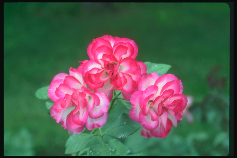  flowers flower    