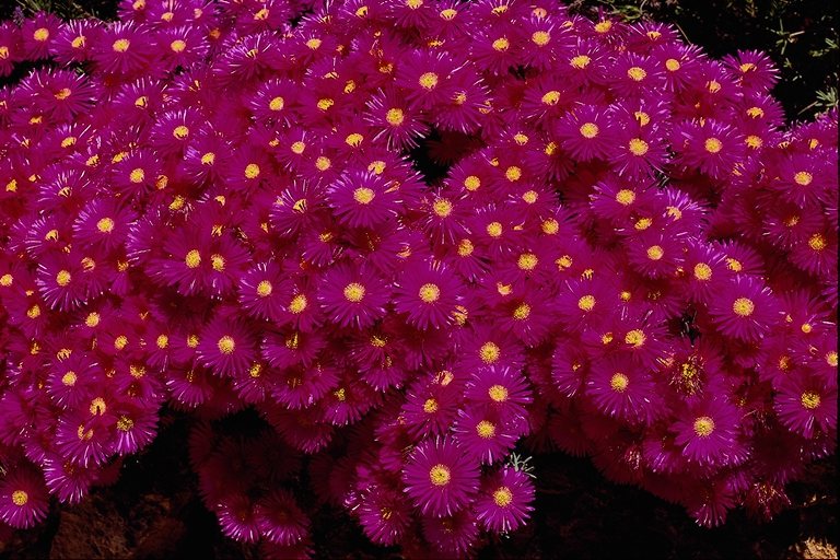  flowers flower    
