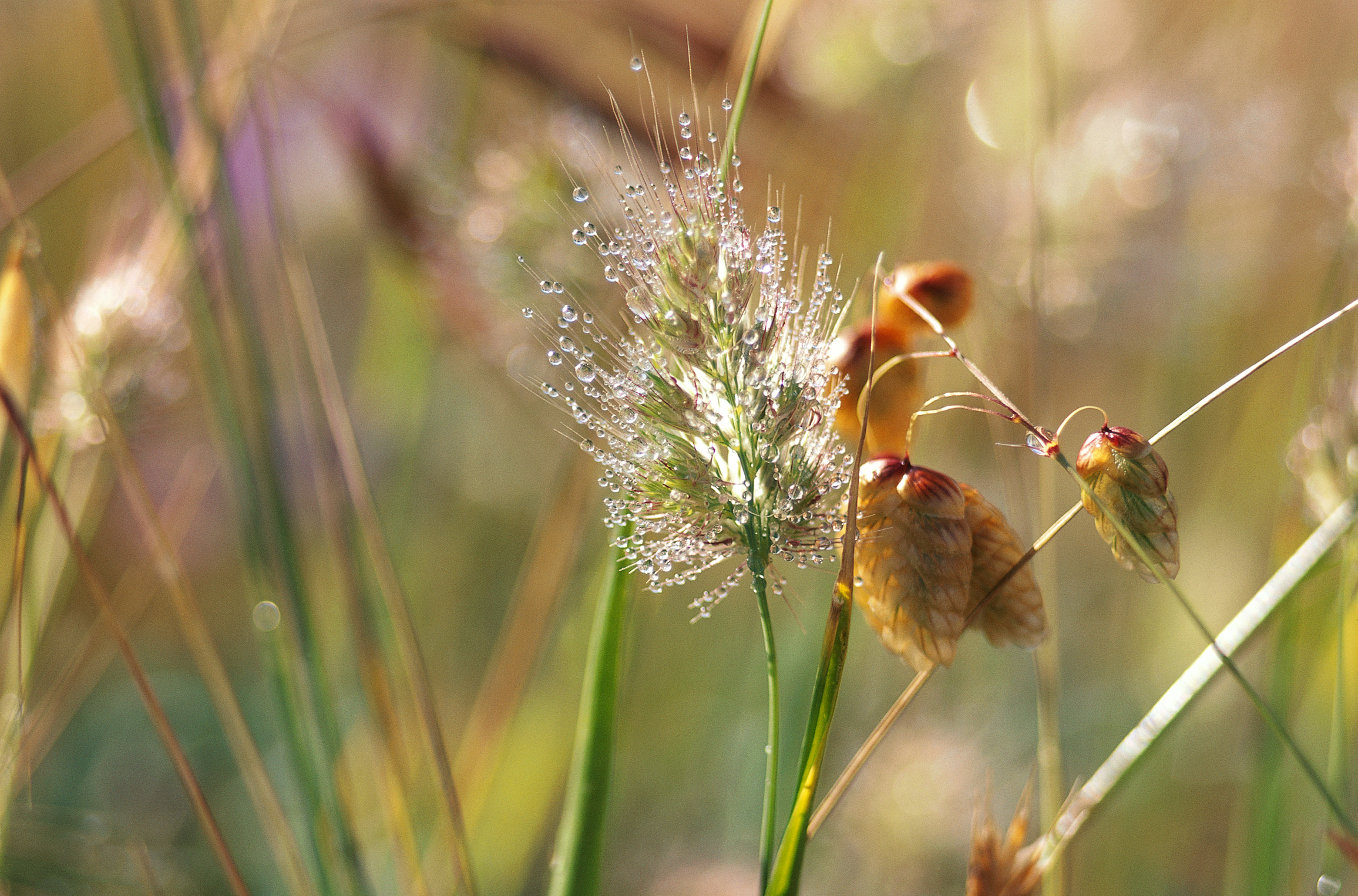  flowers flower    
