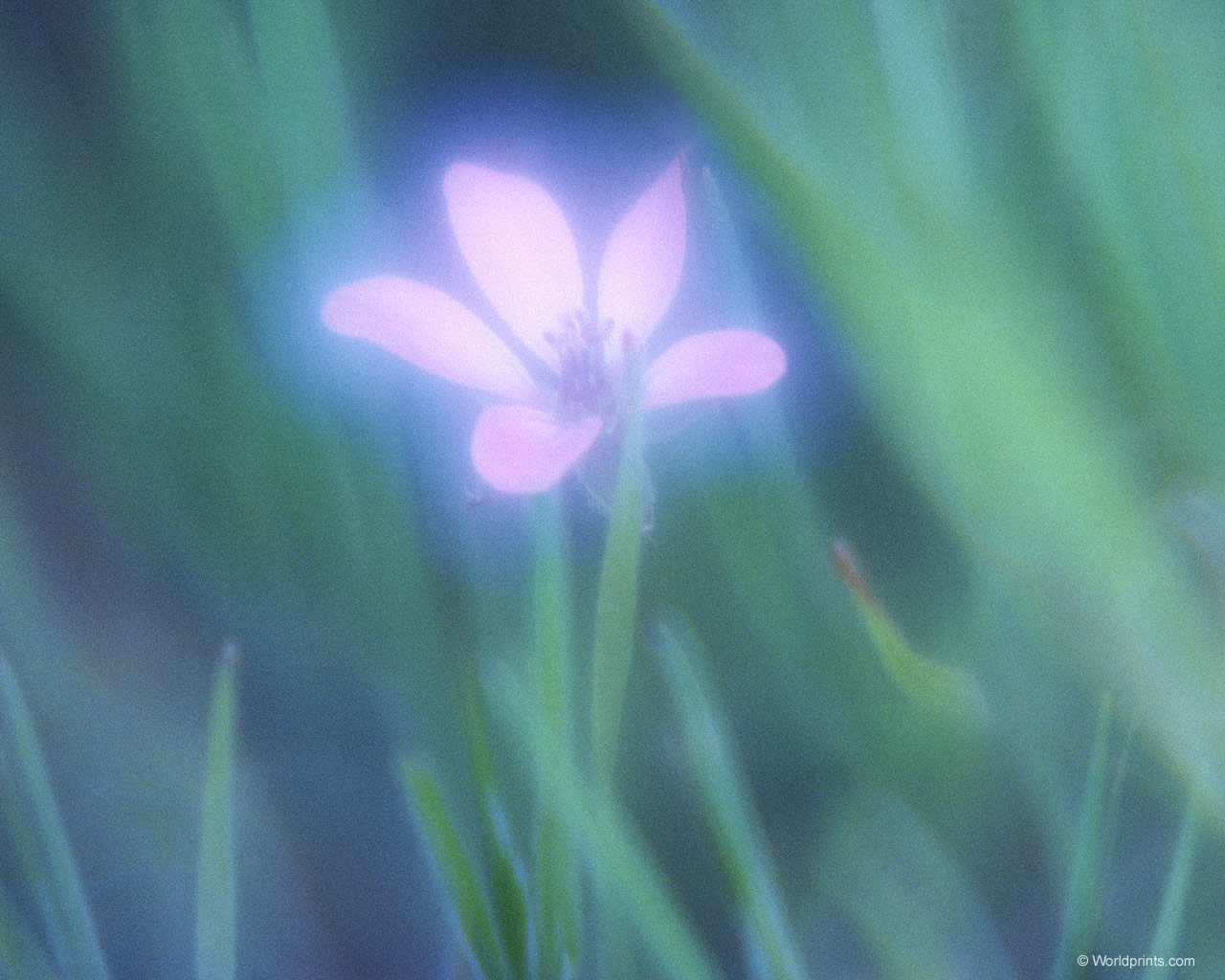  flowers flower    