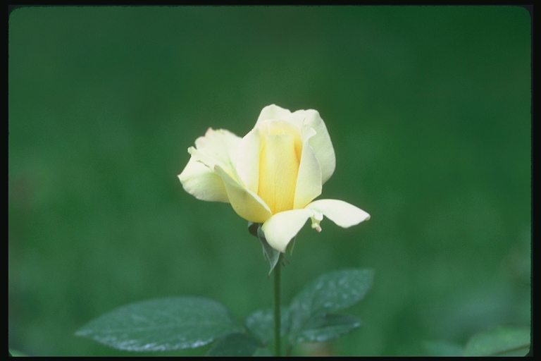  flowers flower    