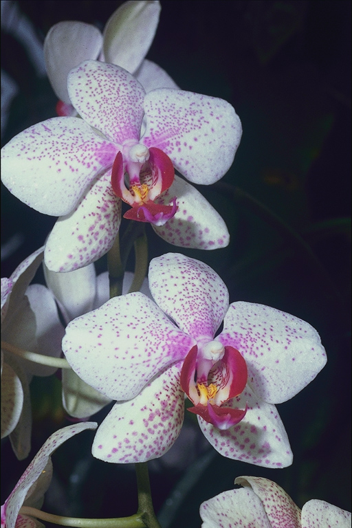  flowers flower    