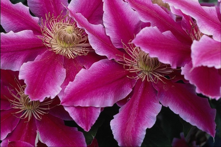 flowers flower    