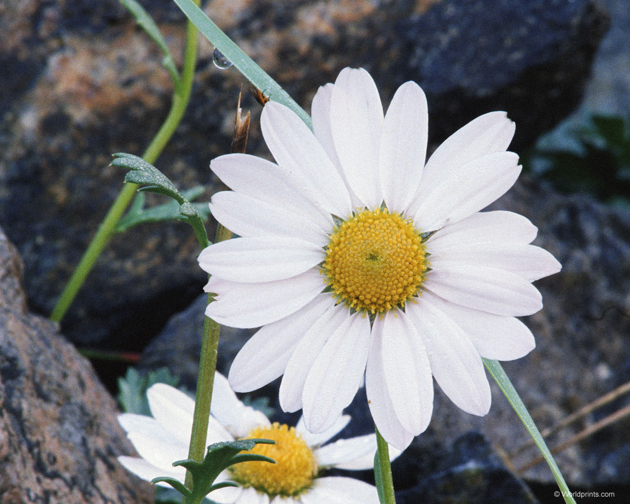  flowers flower    