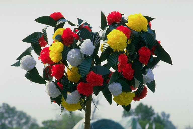  flowers flower    