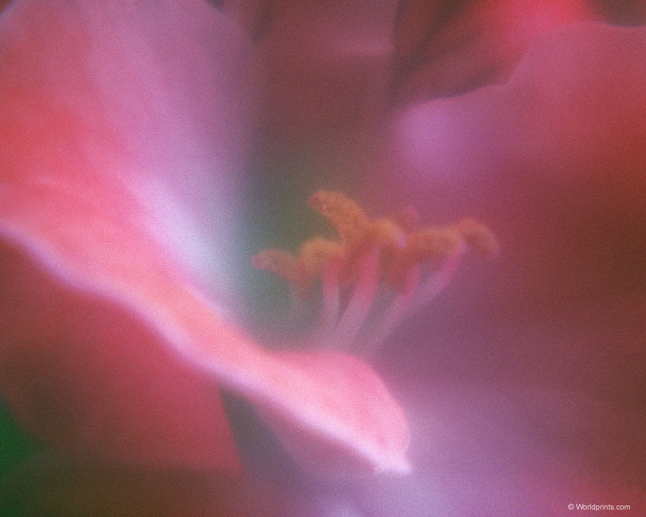 flowers flower    