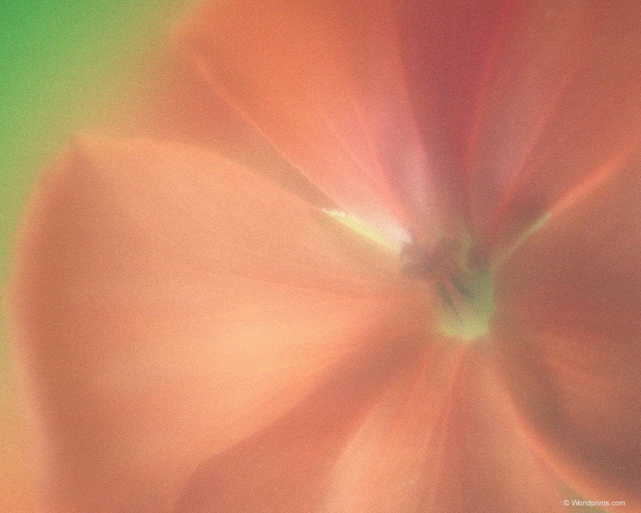  flowers flower    
