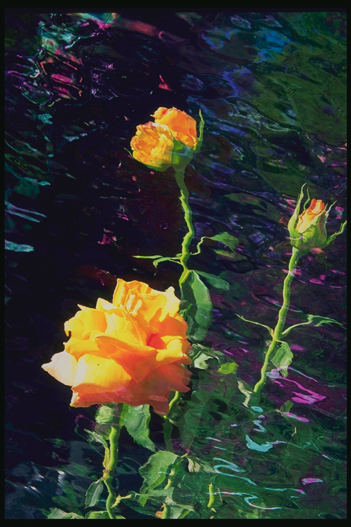  flowers flower    