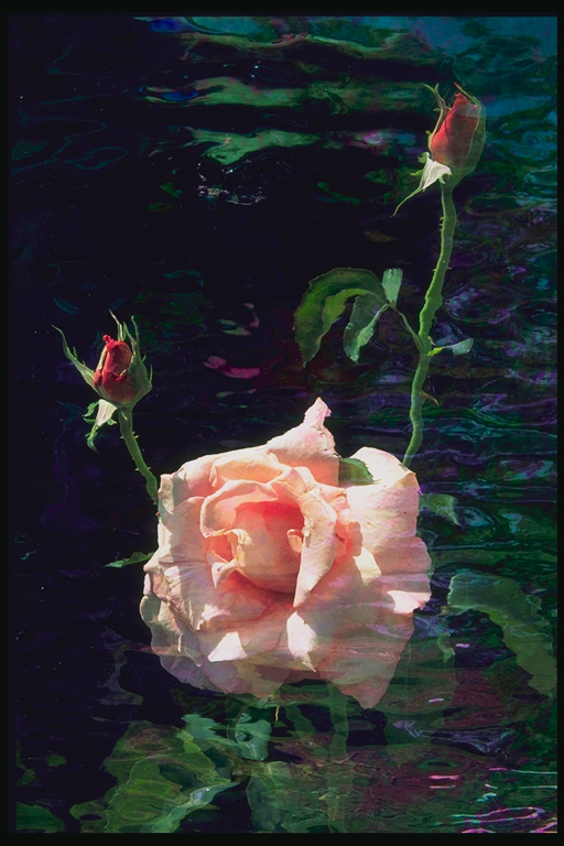  flowers flower    