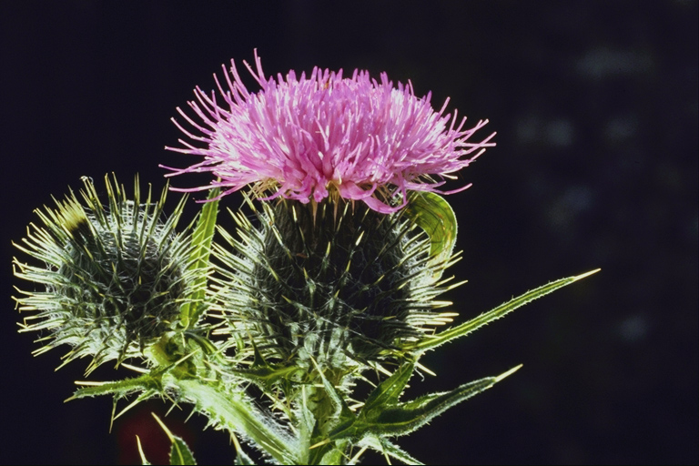  flowers flower    