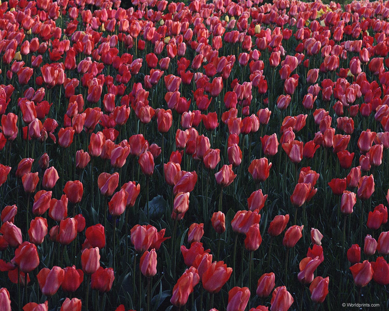  flowers flower    