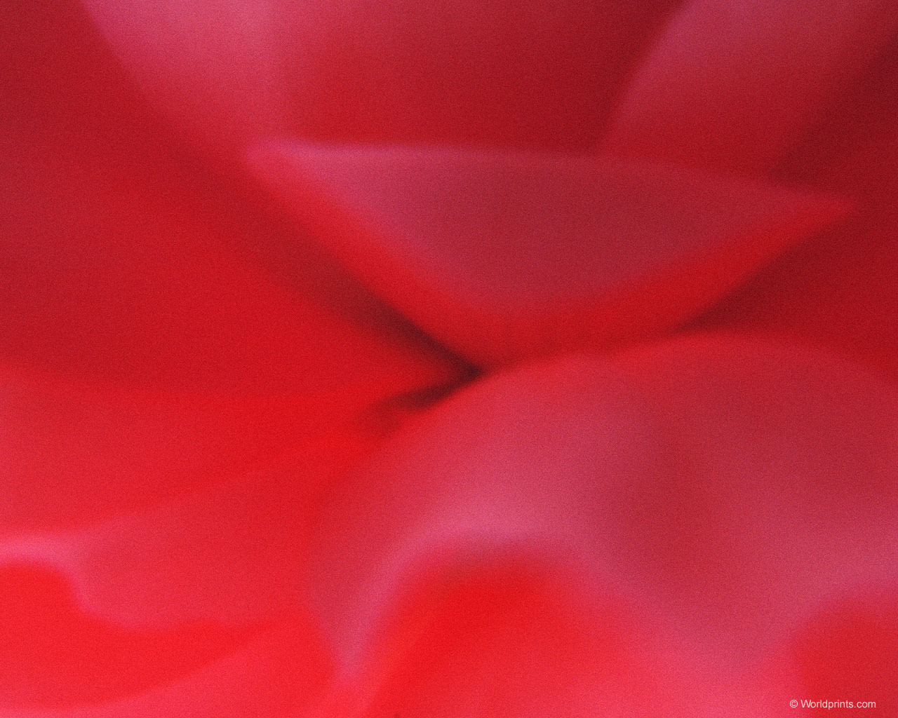  flowers flower    