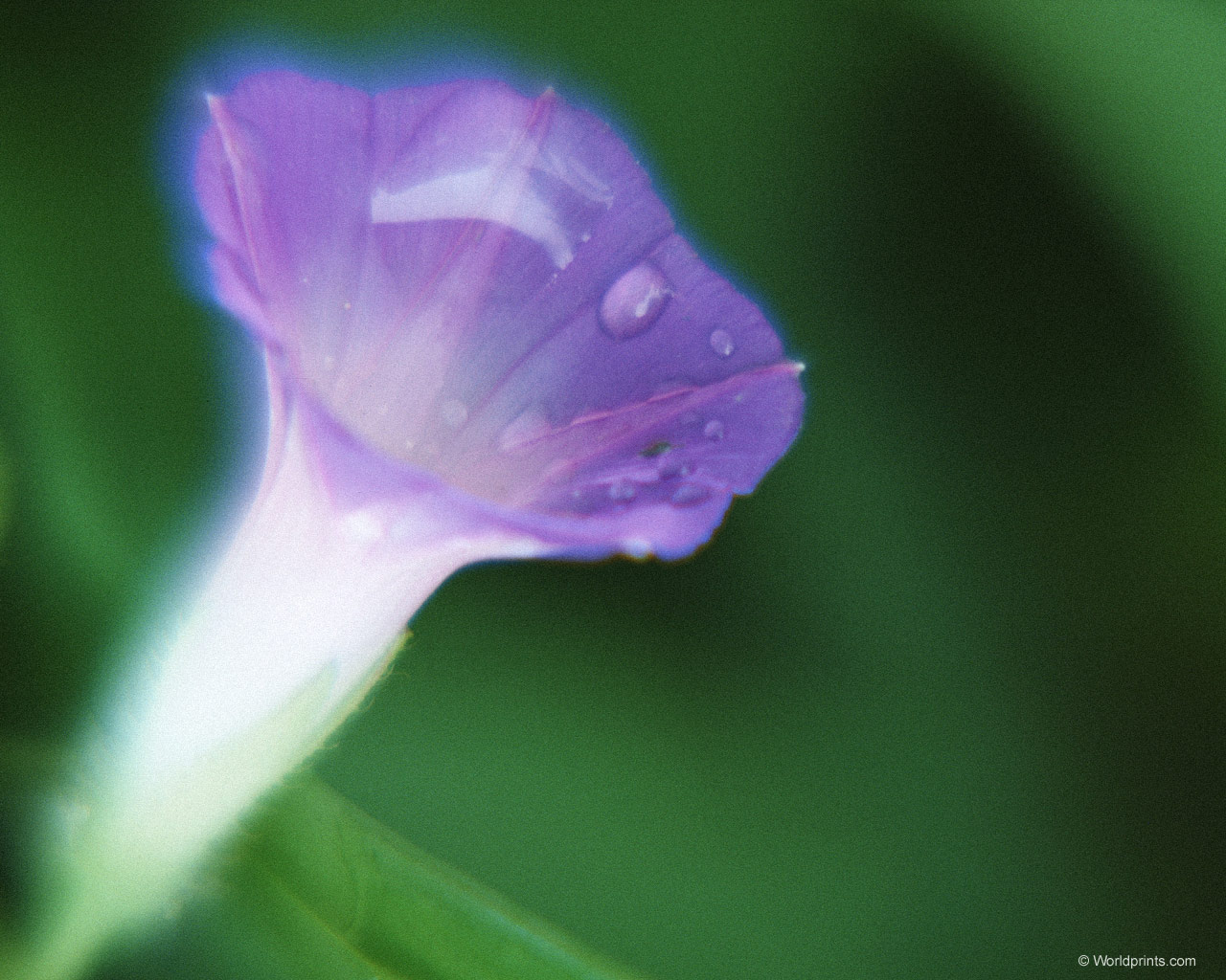  flowers flower    
