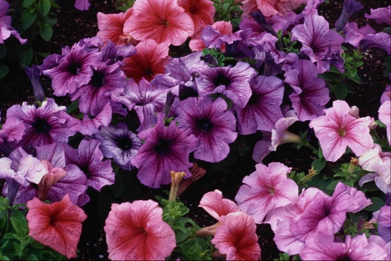  flowers flower    