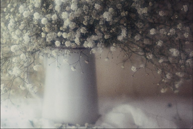  flowers flower    