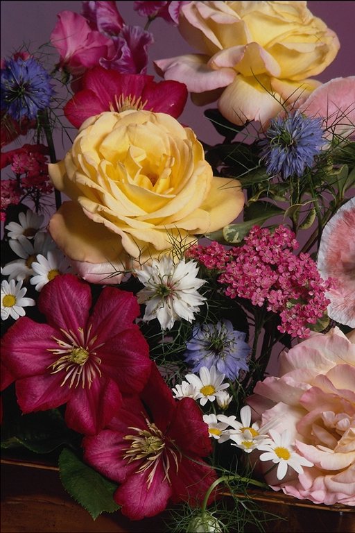  flowers flower    