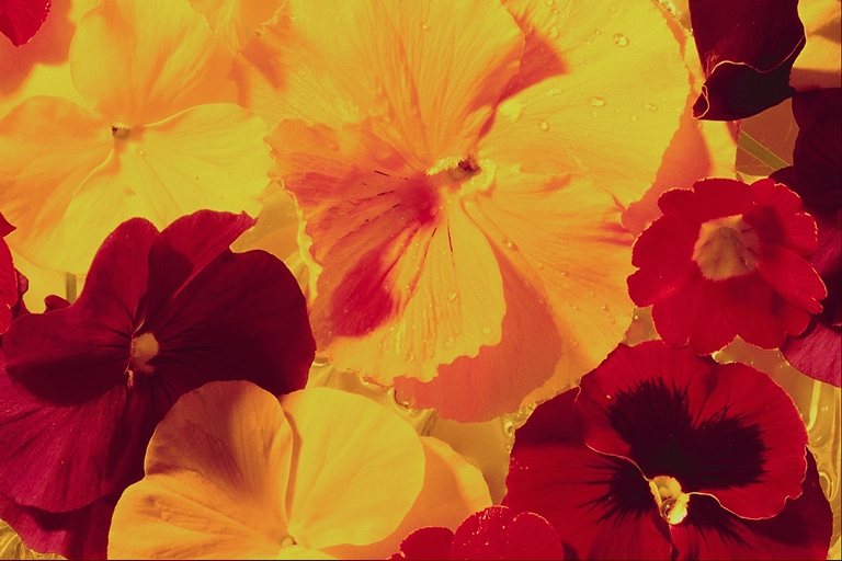  flowers flower    