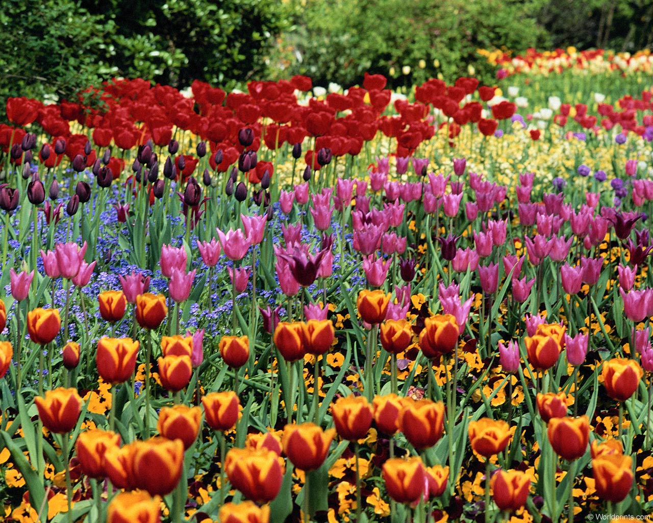  flowers flower    