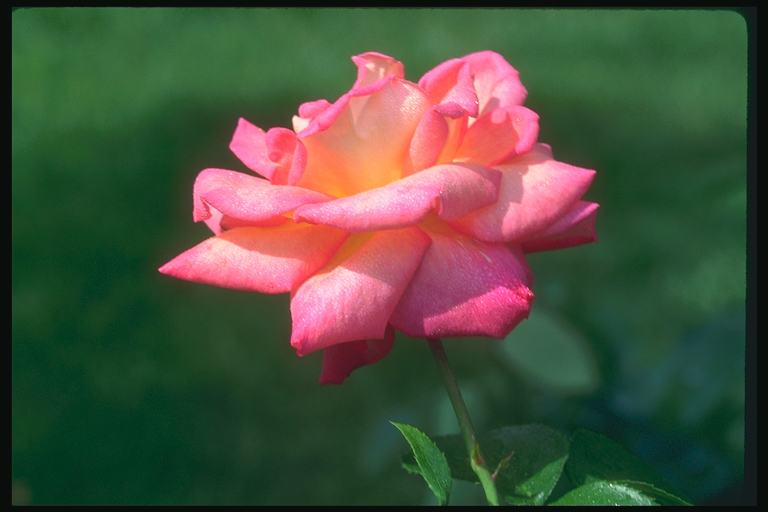  flowers flower    