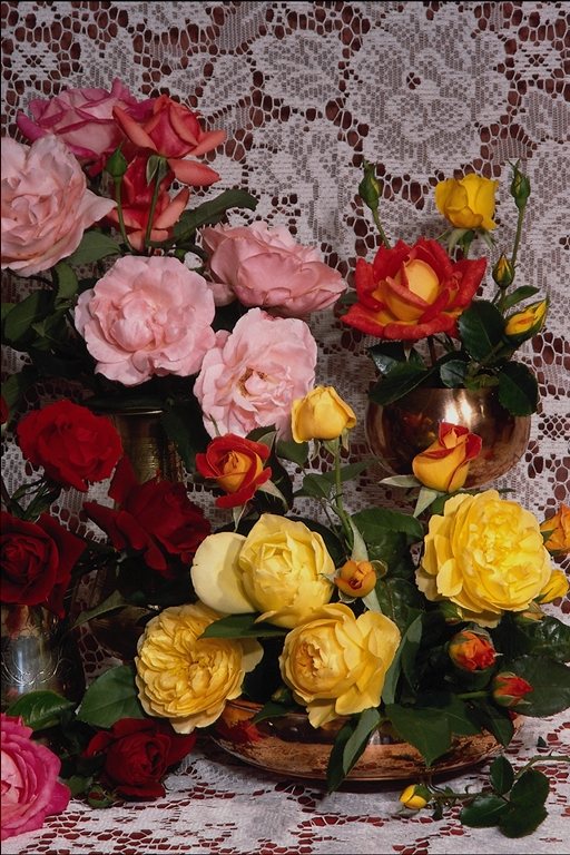  flowers flower    