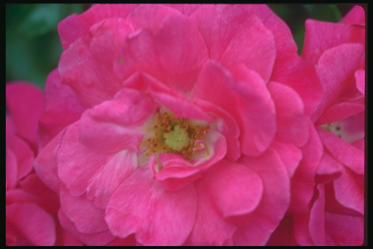  flowers flower    