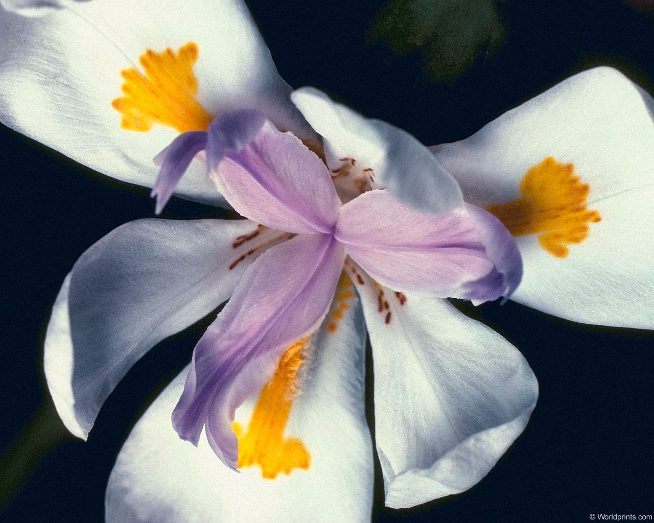  flowers flower    