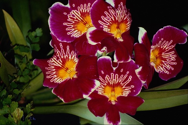 flowers flower    