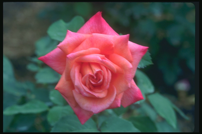  flowers flower    