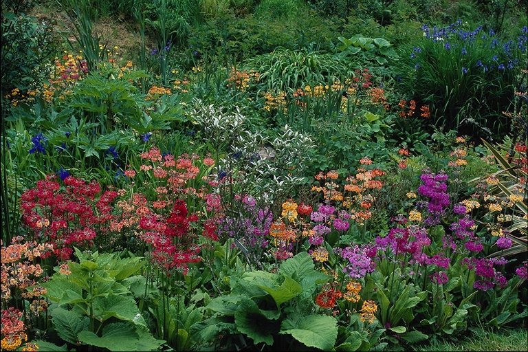  flowers flower    