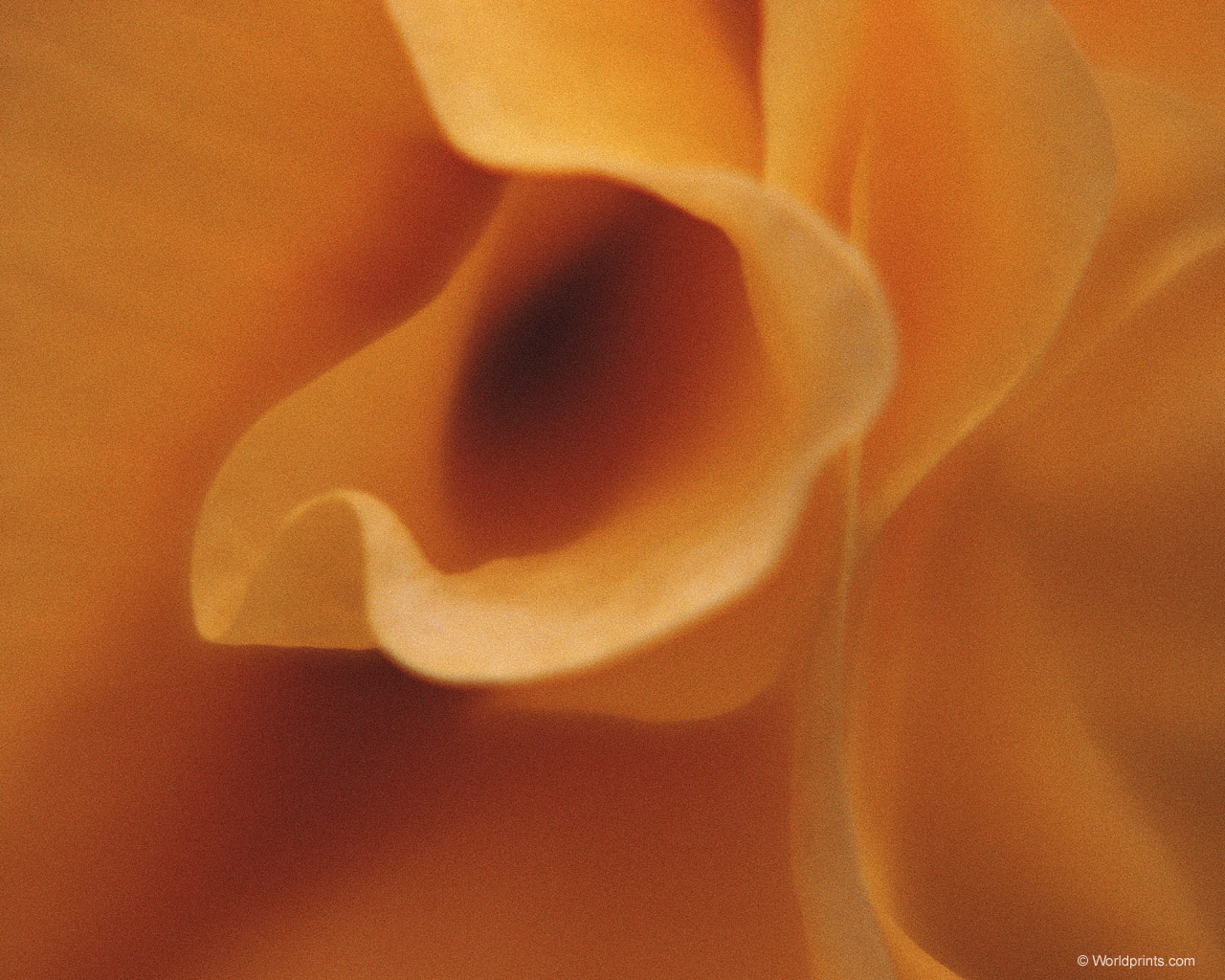  flowers flower    