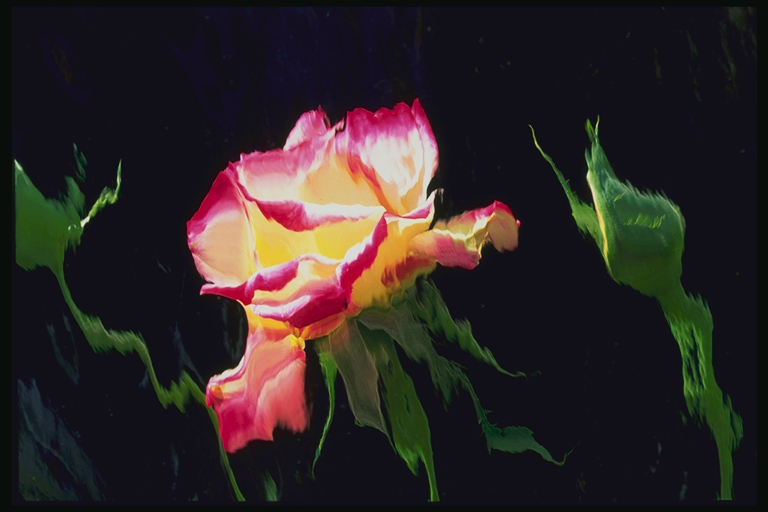  flowers flower    