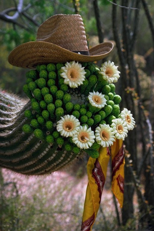  flowers flower    