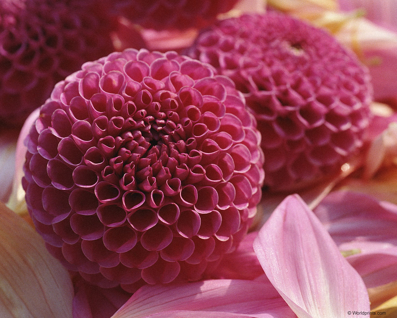  flowers flower    