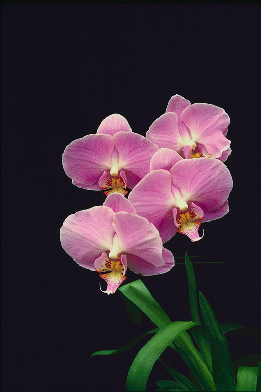  flowers flower    