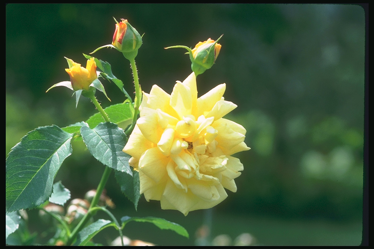  flowers flower    