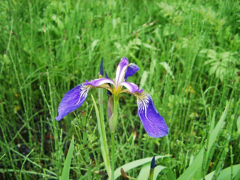  flowers flower    